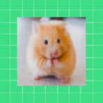 hamster wallpapers android application logo